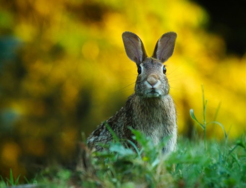 2023 Year of the Water Rabbit